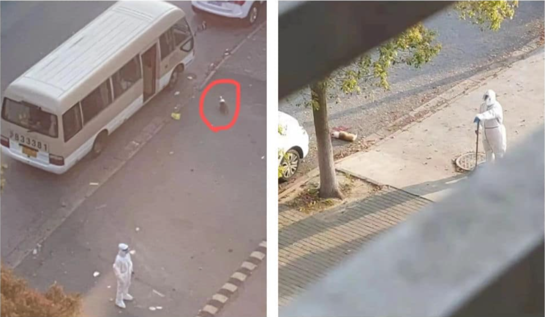 如何把疫情下柯基之死写入AP语言Q3作文? 如何把疫情下柯基之死写入AP语言Q3作文?