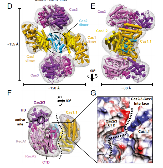 文献分享 | PNAS: Cas1–2/3复合物的结构及调节作用 文献分享 | PNAS: Cas1–2/3复合物的结构及调节作用