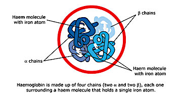 A-level生物难拿A?这份提分技巧请收好! A-level生物难拿A?这份提分技巧请收好!