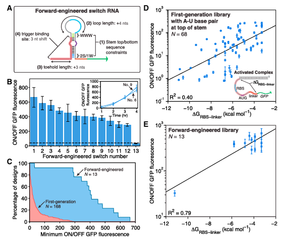 iGEM文献分享——Toehold Switches iGEM文献分享——Toehold Switches