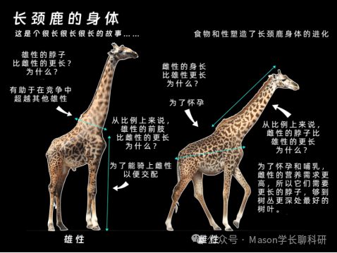 博士带你做科研 | 长颈鹿长颈之谜终解开!科学家揭示关键进化驱动力 博士带你做科研 | 长颈鹿长颈之谜终解开!科学家揭示关键进化驱动力
