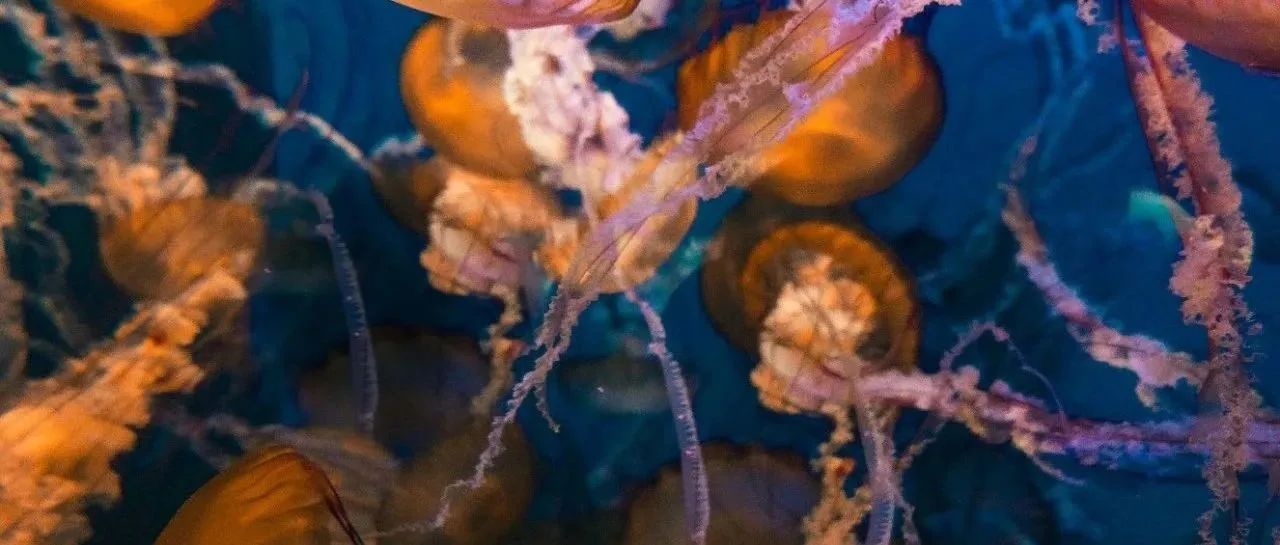 美国生物奥林匹克竞赛（BIO-USACN）