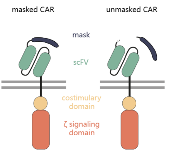 SpecifiCAR-慕尼黑工业大学2022年iGEM课题项目简介